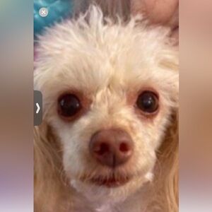 Extra shipping label (Joey says hi)